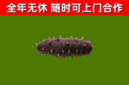 黔江烟酒回收干海参.jpg
